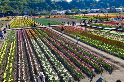 🌷 튤립 공원 이미지 2